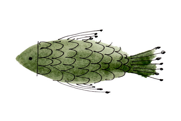 ilustrações de stock, clip art, desenhos animados e ícones de hand drawn watercolor sea fish - fish seafood prepared fish nautical vessel
