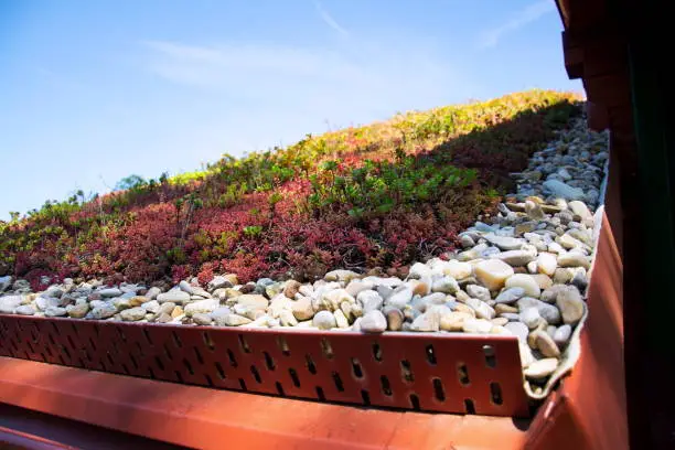 Colorful green living extensive sod roof detail covered with vegetation mostly tasteless stonecrop, sunny summer day