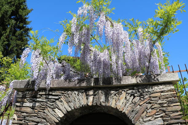 Blue flowering wisteria frutescens in spring Blooming wisteria frutescens at Lake Maggiore, Italy wisteria frutescens stock pictures, royalty-free photos & images