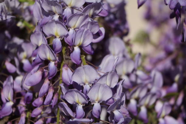 Close up of wisteria frutescens in spring Close up of wisteria frutescens in spring wisteria frutescens stock pictures, royalty-free photos & images
