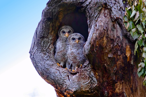 Young Owls Looking Out From Hole in Tree Copy Space