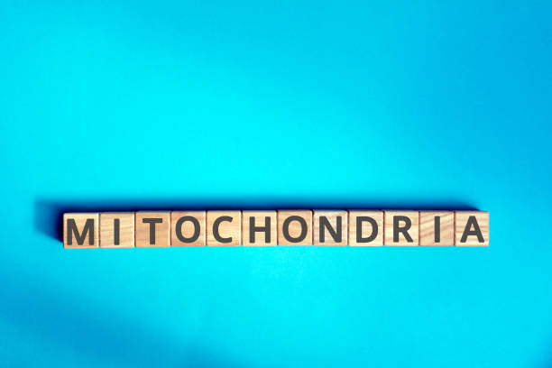 istock mitochondria inscription wooden cubes 1157006133