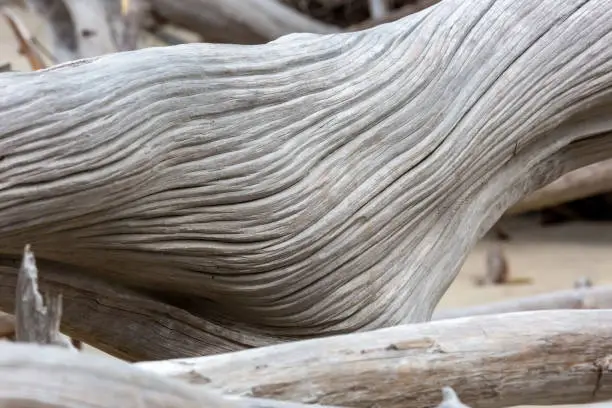 Driftwood and weathered trees on Jekyll Island Georgia coast