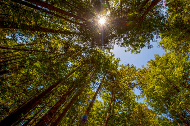 istock Coastal Redwooods, Northern California 1157006292
