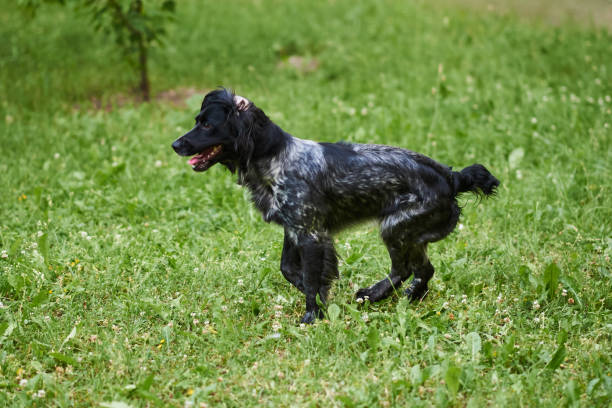 istock Russian hunting Spaniel with funny ears spread from running 1157006328