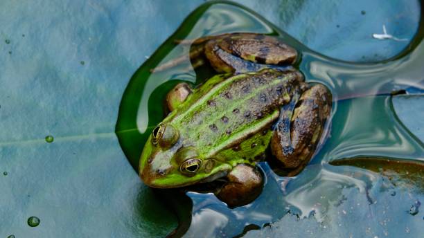 istock Frog in a lake 1157007860