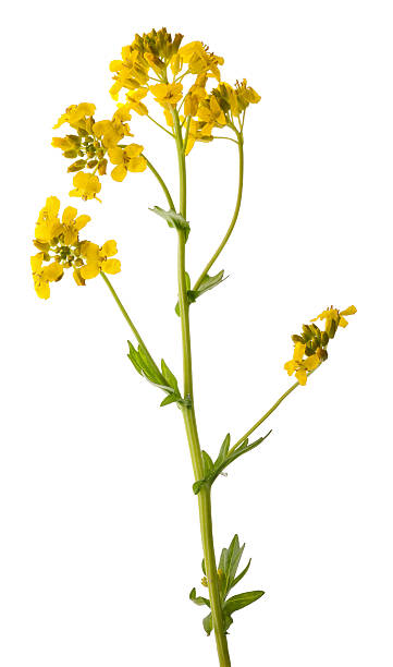 istock wild yellow flower isolated on white 115700954