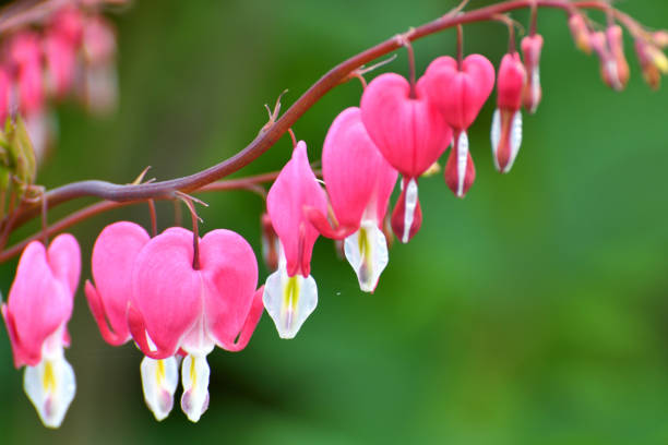 istock Pink Bleeding Heart Flowers Close Up Abstract 1157010505