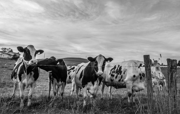 istock BW Holstein cows behind a barbed wire fence 1157010612