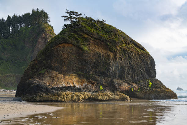 istock Sea stack rock formation topped with green vegetation and a gnarled pine tree and high, forested cliffs above a sandy beach along the Oregon coast 1157010651
