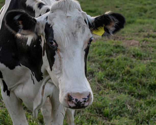 istock Holstein cow close up with negative space to right 1157011309