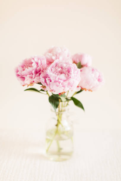 istock Bright Pink Peony Flowers 1157011482
