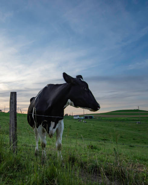 istock Portrait black Holstein cow 1157011511