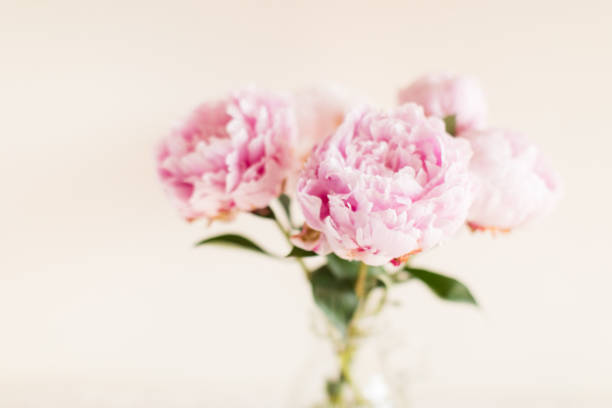 istock Bright Pink Peony Flowers 1157011602