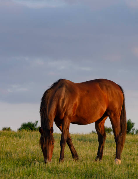 istock Horse grazing portrait 1157011672