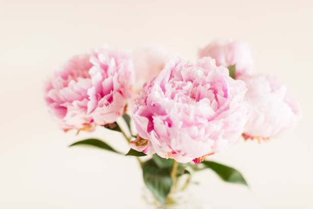 istock Bright Pink Peony Flowers 1157011769