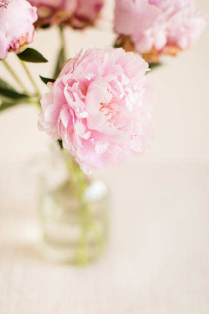 istock Bright Pink Peony Flowers 1157011771