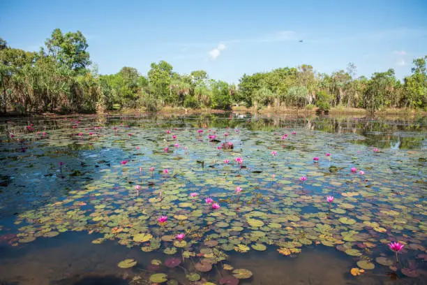 Photo of Flowering Lotus