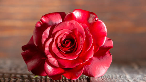 istock Pink rose flower, close-up, macro, background low key 1157014673