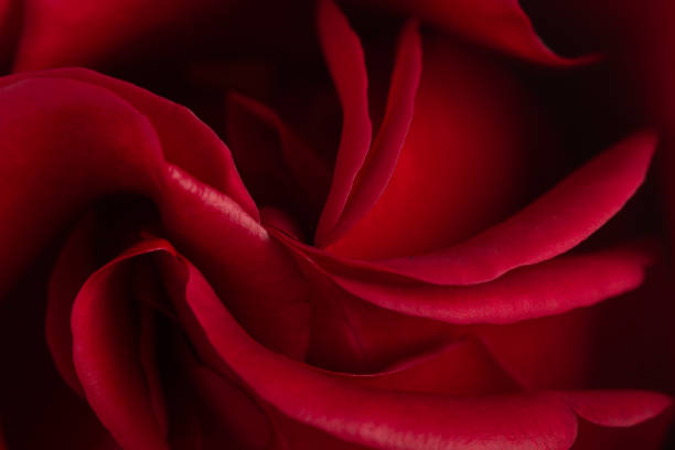 istock Pink rose flower, close-up, macro, background low key 1157015200