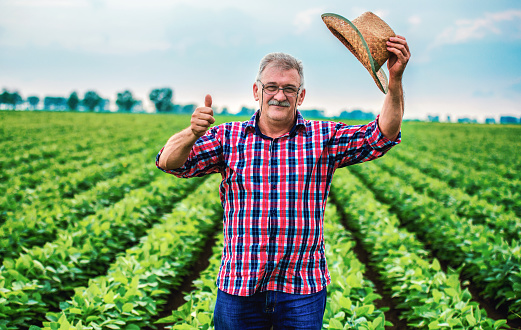 Happy farmer standing in a soybean field and showing thumb up. Agricultural concept