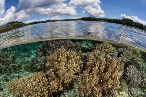 istock Healthy, Shallow Corals in Solomon Islands 1157015487