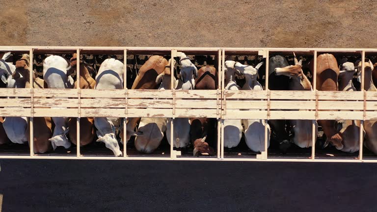 cattle road train