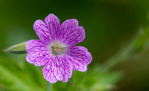 istock Close up of a pink flower 1157017725