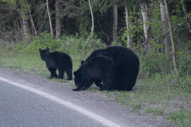 istock Black bear mother and cubs on highway 1157018775
