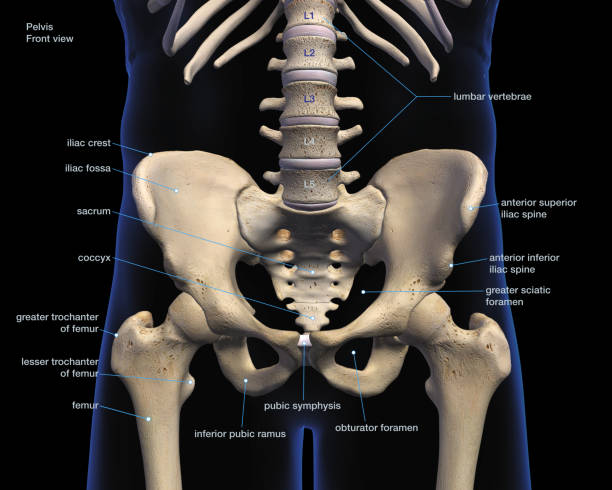 istock Male Pelvic and Hip Bones Labeled Front View on Black 1157019720