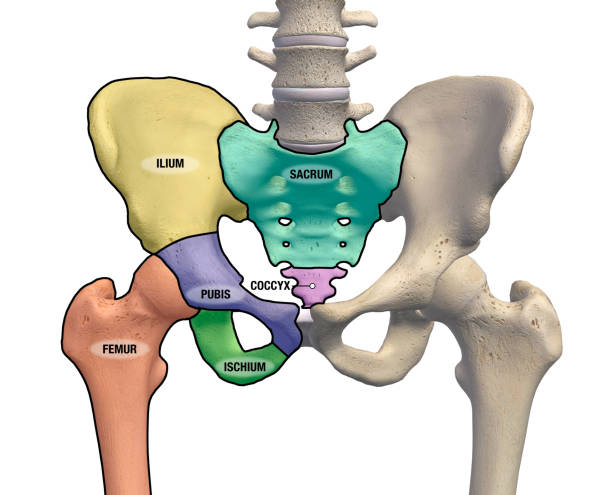 männliche pelvis und hüftknochen regionen beschriftet frontansicht auf weiß - ischium stock-fotos und bilder