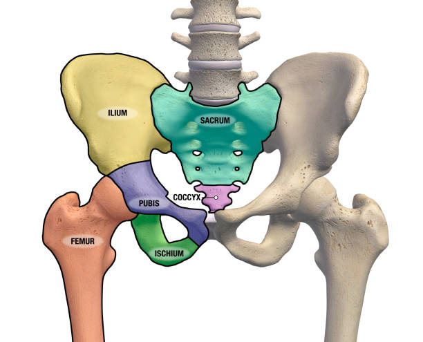 male pelvis and hip bone regions labeled front view on white - hip femur ilium pelvis photos et images de collection