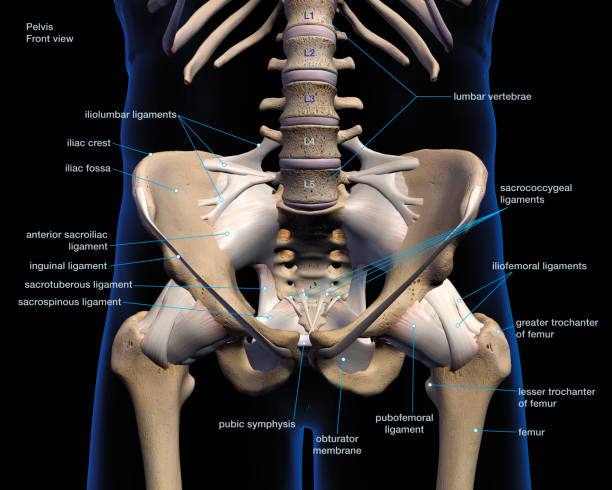 istock Male Hip Bones and Ligaments Labeled Front View on Black 1157019767