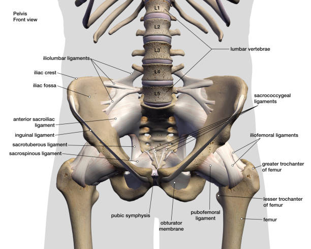 os et ligaments mâles de hanche labellisés vue avant sur le blanc - hip femur ilium pelvis photos et images de collection