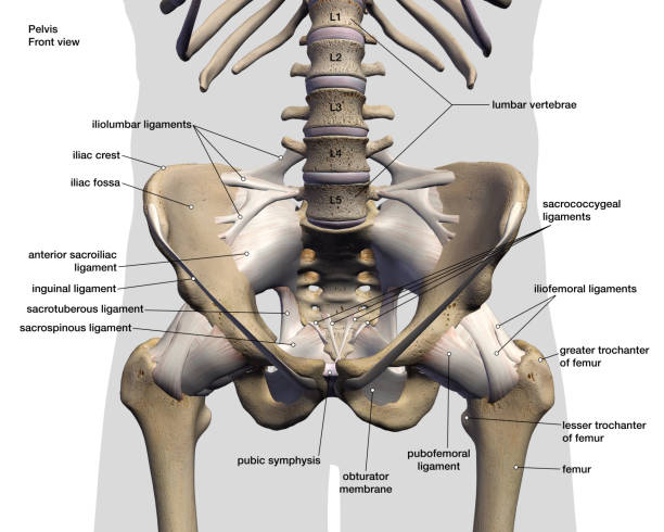 Male Hip Bones and Ligaments Labeled Front View on White stock photo