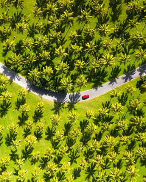 Car driving through a forest of palm tress, coconut trees. Aerial view of a car driving to a holiday destination, fun and beautiful Car driving through a forest of palm tress, coconut trees. Aerial view of a car driving to a holiday destination, fun and beautiful cairns australia photos stock pictures, royalty-free photos & images