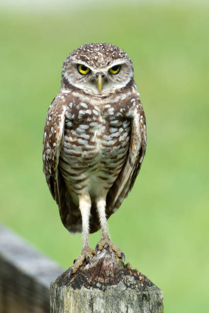 Burrowing Owl Close Up on Wood Fence stock photo
