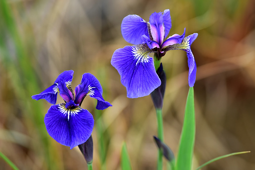 Wild iris (Iris setosa) blooming near Reflections Lake, Alaska.