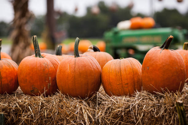 calabazas en una granja - pumpkin fotografías e imágenes de stock
