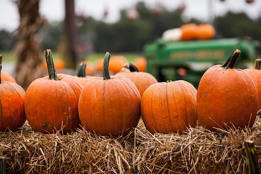 Pumpkins on a farm in the fall during harvest time. Autumn colors.