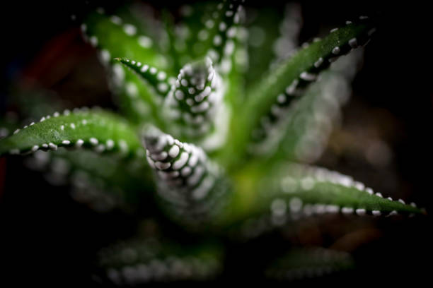Plant close up stock photo