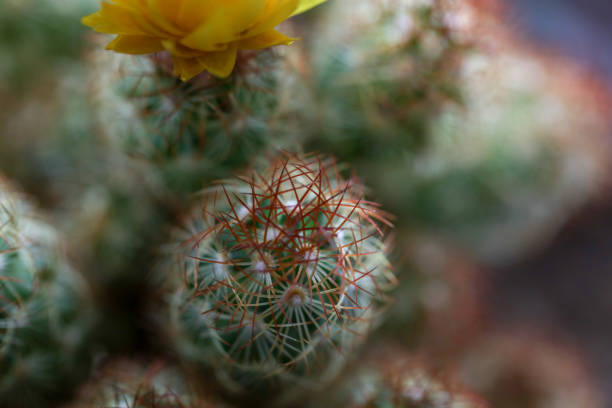 Cactus plant stock photo