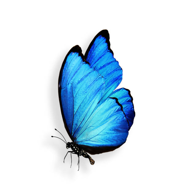 istock blue butterfly with legs and antennae. isolated on white background 1157024877