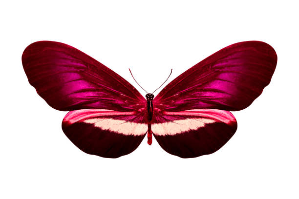 istock red butterfly isolated on white background. tropical insect. template for design 1157025499