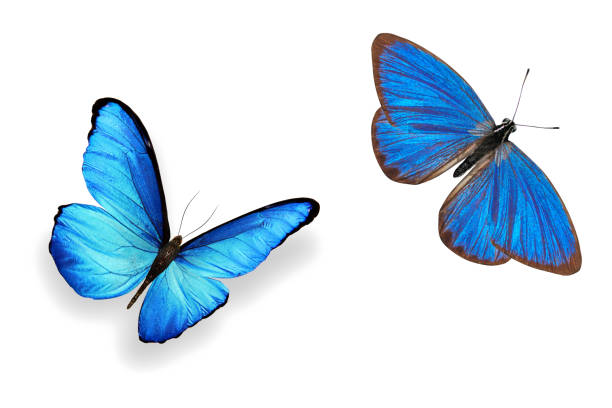 istock tropical blue butterfly. isolated on white background 1157025519