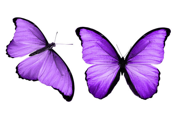istock tropical indigo butterfly. isolated on white background 1157025526