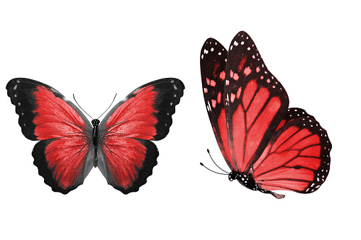 two red butterflies isolated on white background