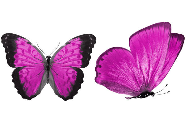 istock beautiful two pink butterflies isolated on white background 1157025705