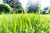 Low Perspective Sunny Bright Green High Grass Lawn Mowing