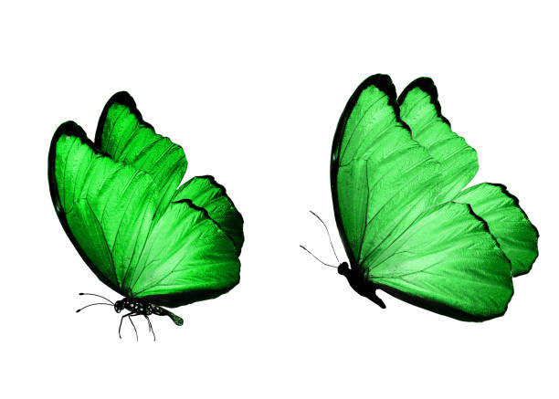 istock tropical green butterfly. isolated on white 1157025940